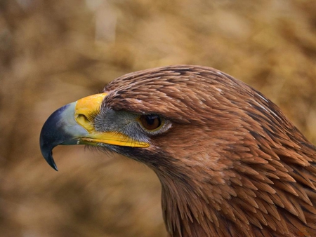 eagle - bird, eagle, animal, hawk