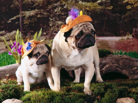 Springtime_Excursion - hat, dogs, animals, bulldog