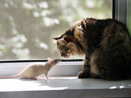 FRIENDSHIP - mouse, white, friendship, cat