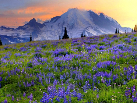 SPRING IN PURPLE - purple, blossoms, mountain, fog, field