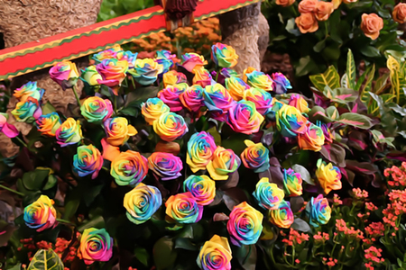 Ë™Î‡Ù â€¢â—â¤â˜†â€¢*ï¿½â˜… Rainbow Roses â˜…ï¿½*â€¢â˜†â¤â—â€¢Ù Î‡Ë™ - colorful, rainbow, roses, beautiful