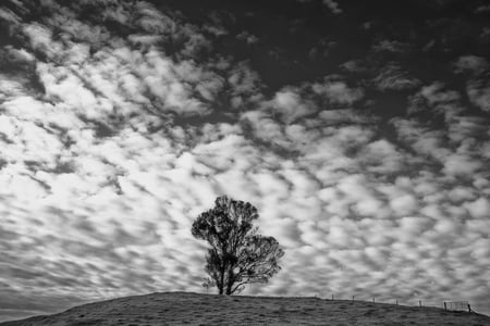 sentry_duty - clouds, nature, tree, duty, sky