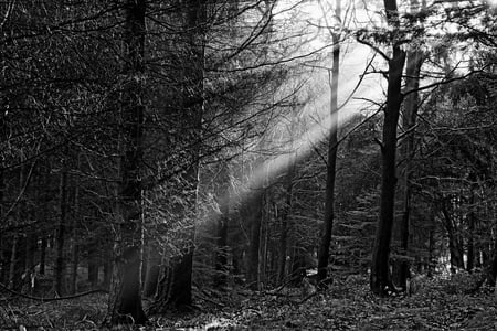 light_beam - trees, light, forest, nature