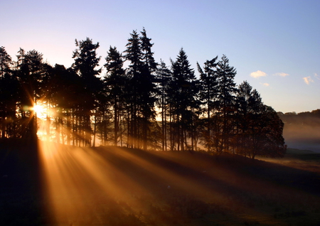 rejoice - trees, light, nature, sky