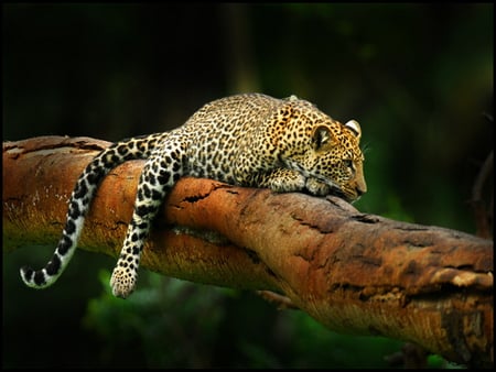 Leopard on Tree - beautiful, leopard, on tree, picture