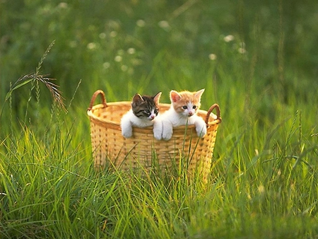 Kittens in Basket - cute, kittens, picture, in basket