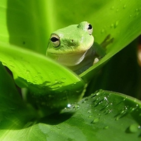 Green Frog