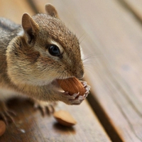 Cute-Chipmunk