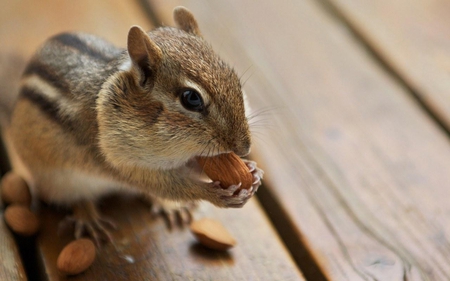 Cute-Chipmunk - beautiful, chipmunk, cute, picture