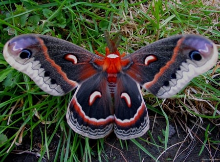 Beautiful Moth - picture, colors, moth, beautiful