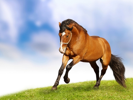 Beautiful Horse - picture, horse, beautiful, brown