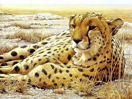 Cheetah - cheetah, feline, animal, big cat