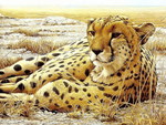 Cheetah