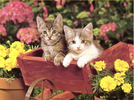 Kittens in garden - cat, animal, feline, garden, kitten, flower