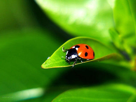 Ladybug - bug, nature, green, ladybug