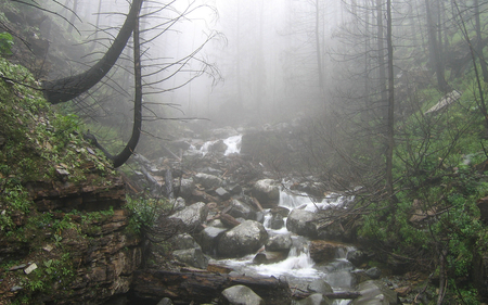 Forest - fog, water, forest, waterfall