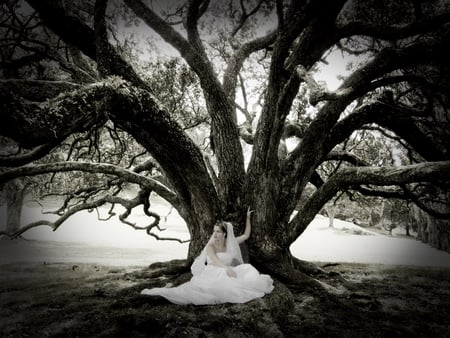 Bride under Tree - white, tree, bride, black, photo