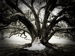 Bride under Tree