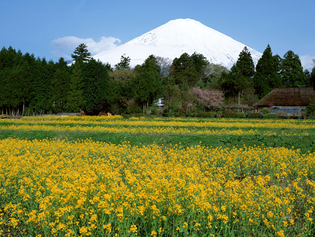 Flower field - sky, flower, landscape, field, mountain