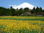 Flower field