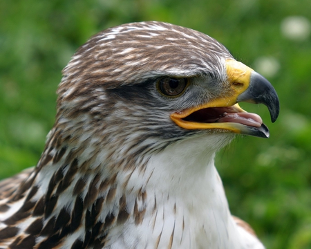 Hah What are you Doing - white, hawk, bird, feathers, beak, eyes, green