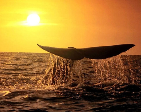 Whales Tail - tail, water, sun, ocean, sky, whales, bright, sunset, day