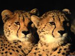 Majestic cheetahs