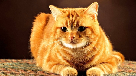 Ginger cat - cat, feline, animal, kitten