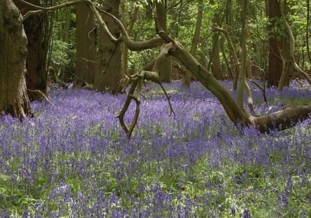 bluebell forest - trees, bluebells, nature, spring, forest