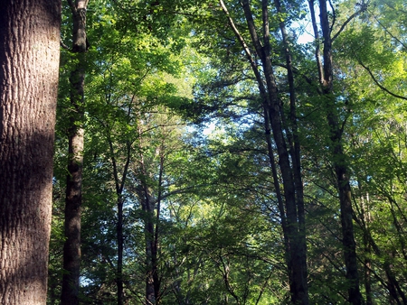 Sunblast - trees, forest, nature, summer