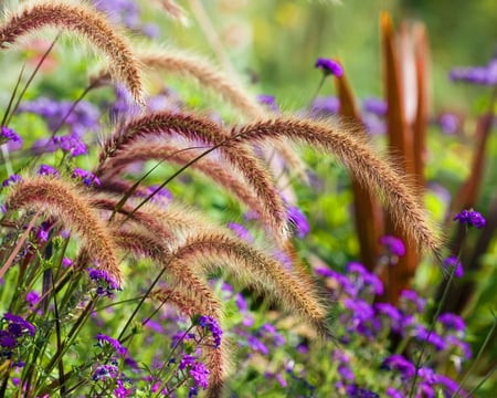 Flower Meadows - nature, brown, purple, bunch, meadows, field, flower