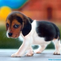 cute puppy!