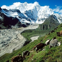 Yak Herding Kangshung Glacier Tibet