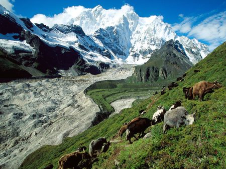 Yak Herding Kangshung Glacier Tibet - kangshung, herd, tibet, glacier, grass, yak