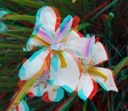 3D Lilies - abstract, lilies, nature, digital art, 3d, flower