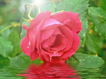 rose - water, drop, rose, flower