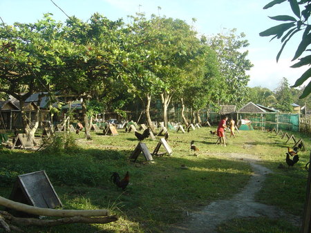 Cockfighting is a natinal sport for Filipinos  - cockfighting