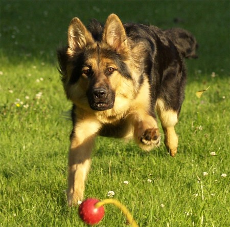 Come Here Rex!! - rex, german shepherd, dogs, animals