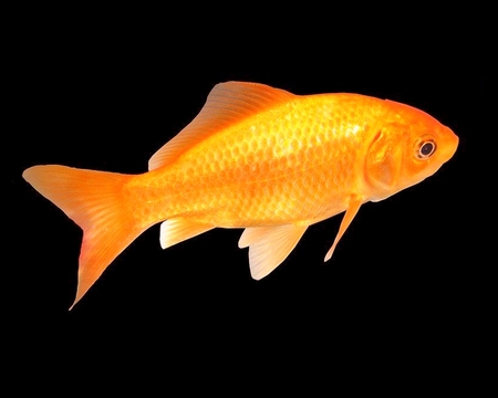 Goldfish - fish, goldfish, photograph, animals