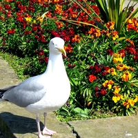 Seagull and flowers