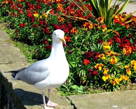 Seagull and flowers - nature, animals, flowers, seagull, photograph, bird