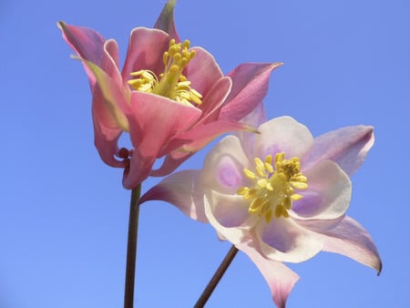 colombines - flowers, pink, colombines, blue