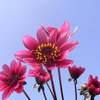 dahlia pink