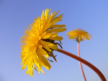 dandelion - dandelion, yellow, blue, wild flower