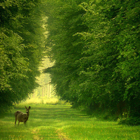 deer in forrest