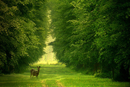 deer in forrest - sunlight, trees, lush green, forrest, green, deer, forest, safe haven