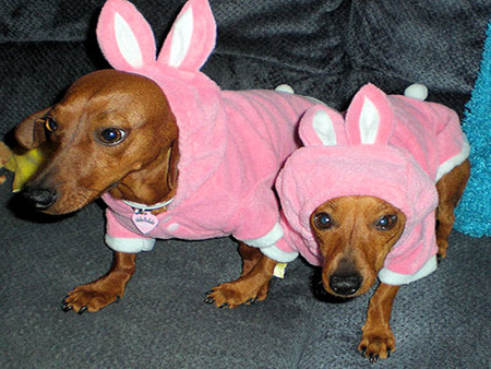 Mommies Little Easter Angels - bunny clothes, easter pet clothes, doxies, dogs