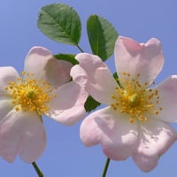 dog rose