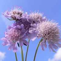 flowers of clouds