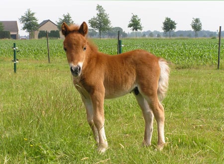 cute fole - grass, fole, horse, farm